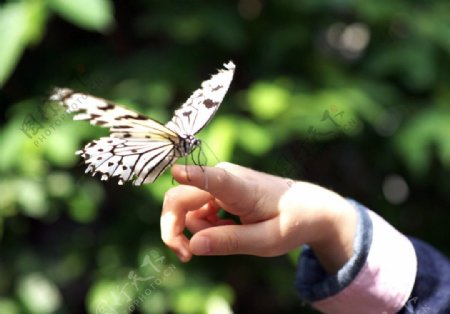 少女的手和蝴蝶图片