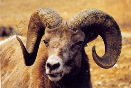 西藏风景西藏经幡藏族风景羊西藏羊羊角图片