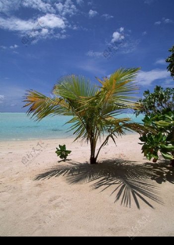 海滩上的海枣树图片
