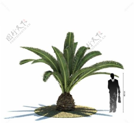 室外植物3d模型图片