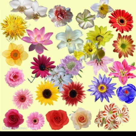 鲜花抠图素材图片
