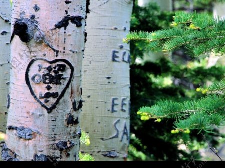 情人节心型树木图片