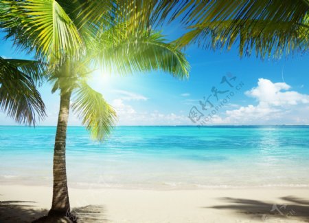 海边沙滩椰子树图片