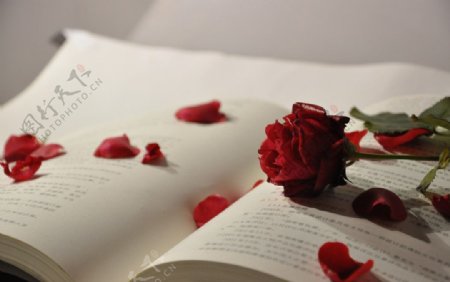 书与玫瑰图片