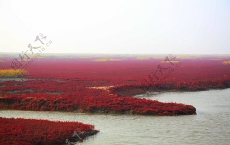 红海滩图片