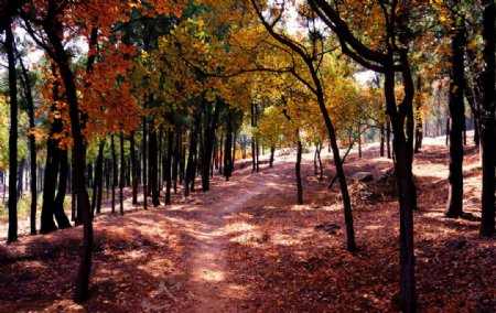 树林中的秋色图片