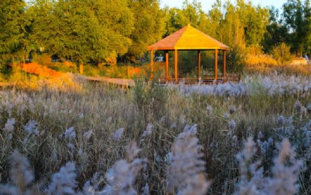 呼和浩特南湖湿地公园图片