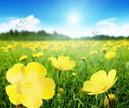 蓝天白云草原花朵黄色图片