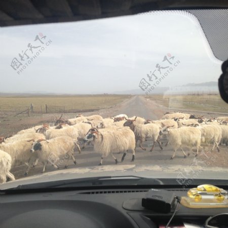 过马路的羊群图片