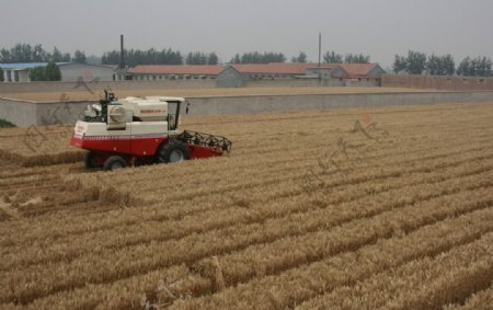 小麦收割机图片