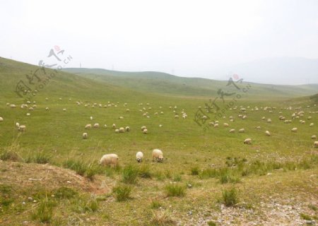 草原蓝天羊群图片