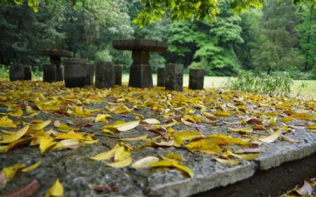桂林药用植物园内落叶图片
