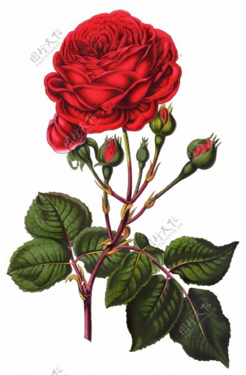 手绘红玫瑰图片