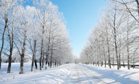 冬日雪地树林图片