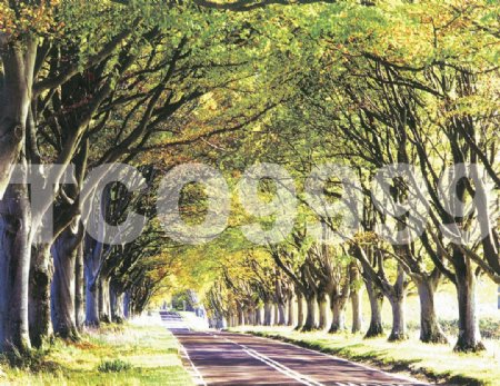 油画手绘油画树林26x21厘米图片