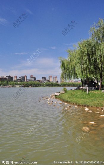 曲江南湖湖岸垂柳图片