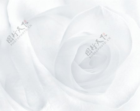 白玫瑰背景图片