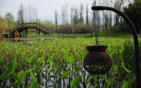杭州西溪湿地小芽图片