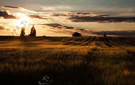 夕阳下的麦田景色图片