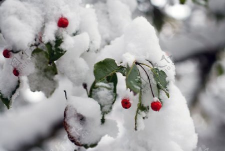 白雪积压的山楂树图片