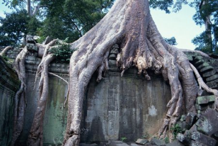 古代建筑百年古树神话故事历史遗迹树根特写图片