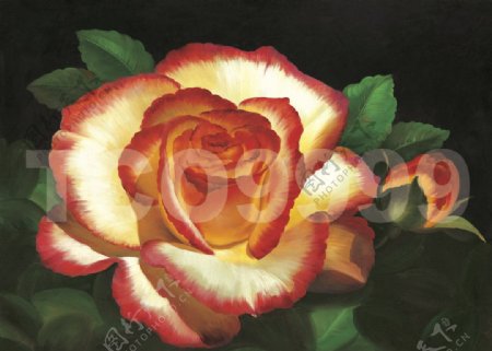 油画手绘油画花朵花卉40x30厘米图片