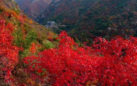 红叶山林图片