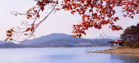 枫叶湖泊图片
