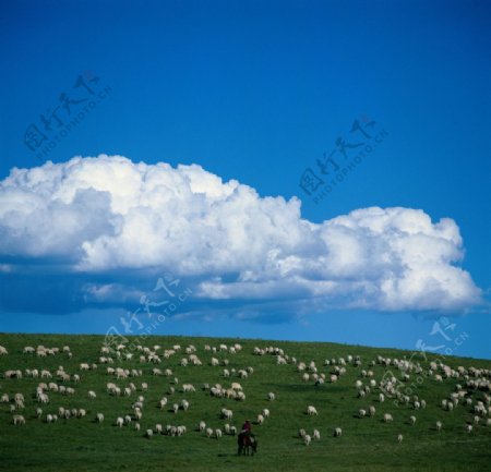 羊群風光图片