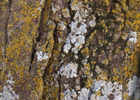 黄白苔藓树皮图片