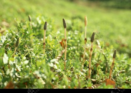 野花野草圖片