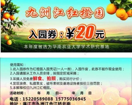 九洲江红橙园图片