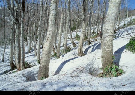 冬景迷人树林图片