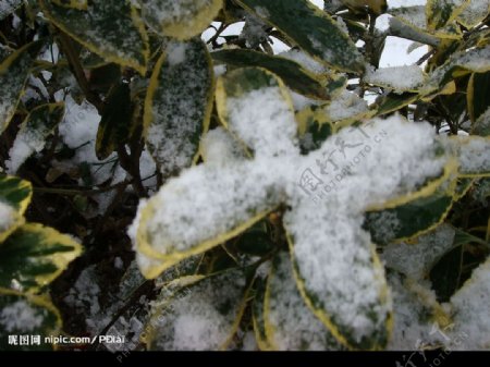 支撑雪的树叶图片