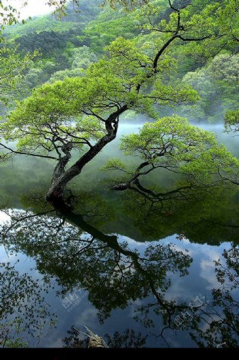 大幅树木水中倒影图图片