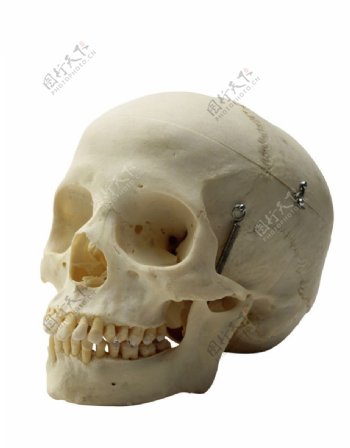 头骨模型图片