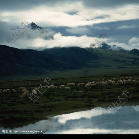 天空云彩山坡和羊群图片