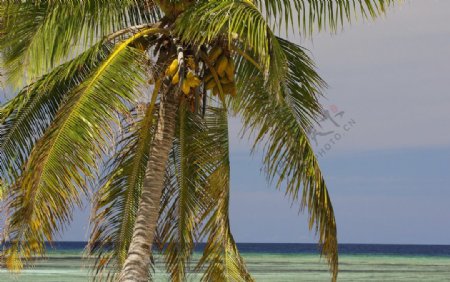 椰岛风情图片