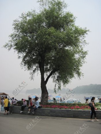 玄武湖柳树图片