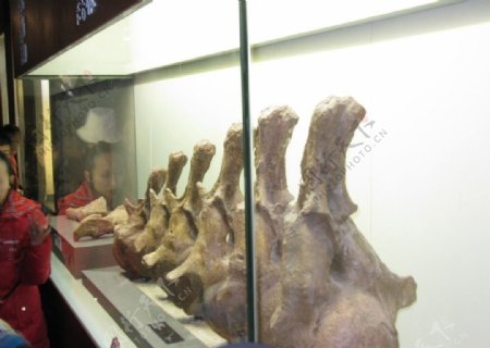 云南楚雄恐龙园恐龙化石图片