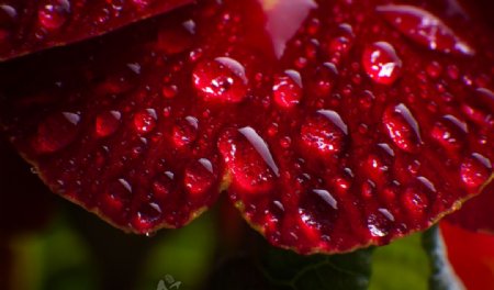 雨后清新花卉露珠摄影图片