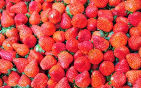 草莓植物图片