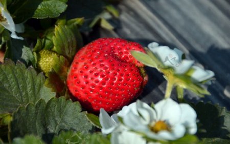 大草莓特写图片