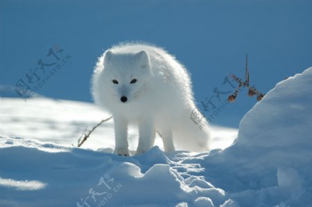 北极狐图片