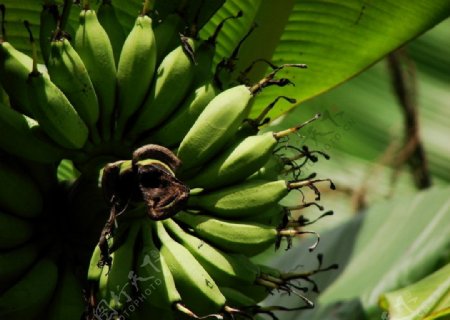 香蕉香蕉树图片