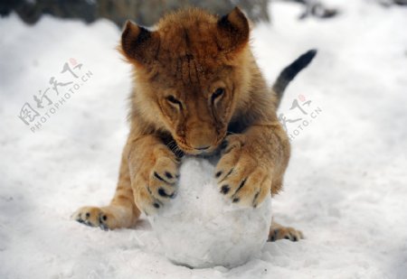 小狮子玩雪球图片