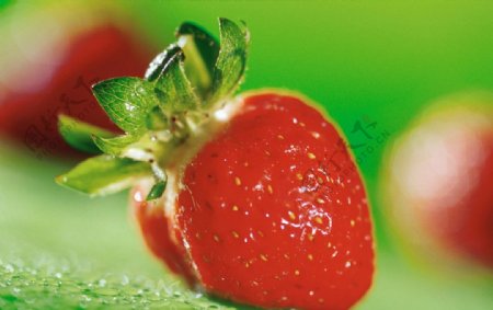 草莓新鲜草莓大图图片