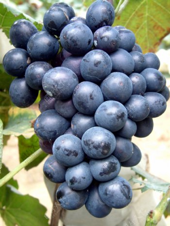 葡萄品种摩尔多瓦图片