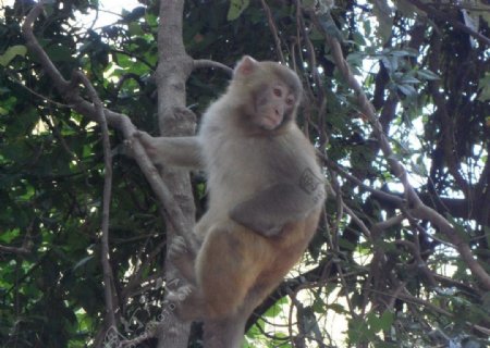 庐山猴子图片