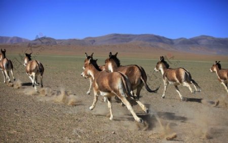 西藏野驴图片